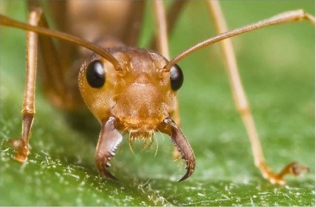 შინაური ჭიანჭველები როგორ მოიცილონ თავი