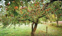 Плодовые деревья летом – внесение удобрений после плодоношения, видео