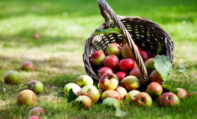conservazione delle mele a casa