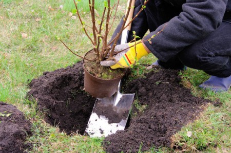 how to plant currants