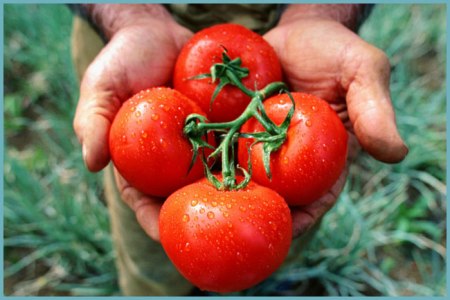 як виростити помідори