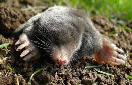 moles in the country