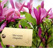 magnolia.jpg