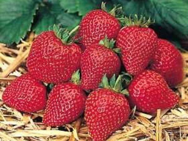 Erdbeeren: Neue ertragreiche Sorten, die Erdbeeranpflanzungen im Winter erhalten