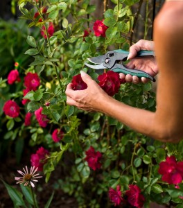   pruning decorative flowering shrubs and trees
