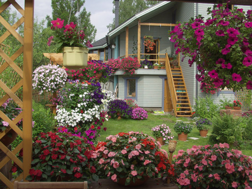 Cozy garden: petunias