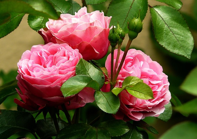 rosas-279583_640.jpg