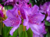 1_rhododendron.jpg