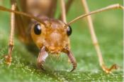домашние муравьи, как избавиться
